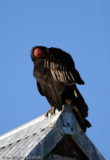 Truthahngeier (13 von 14).jpg